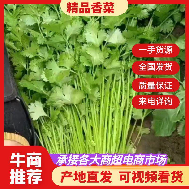 江苏精品香菜，不高不矮，根粗叶绿，产地直发，品质保证
