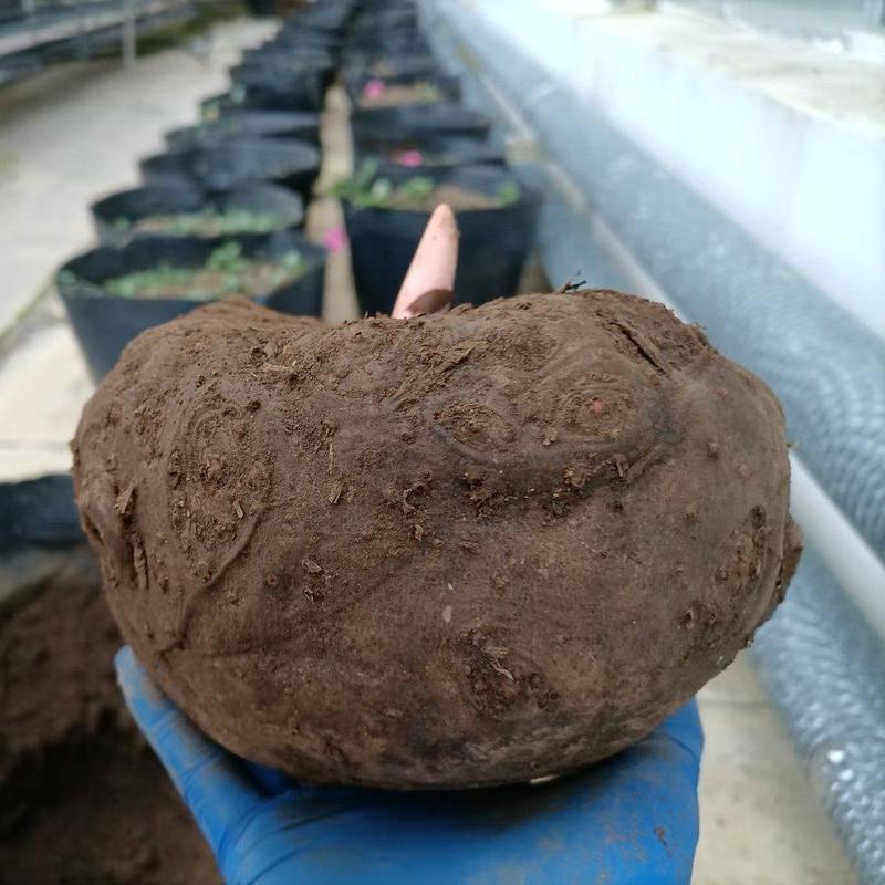 贵州毕节花魔芋，无腐烂破烂，表皮干燥，泥土根须干净