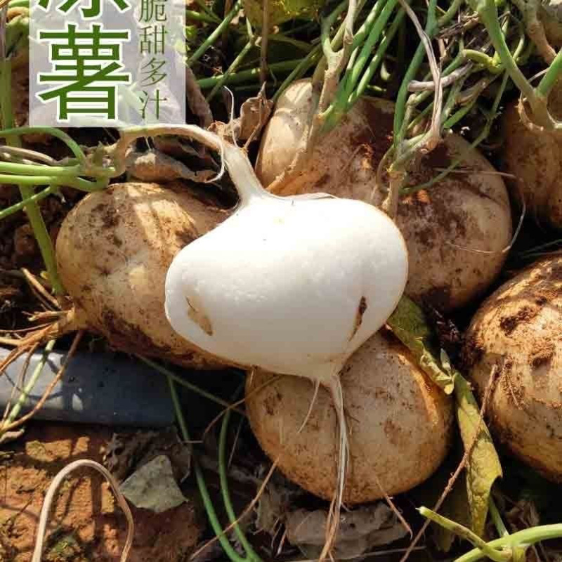 《推荐》农家新鲜凉薯地萝卜白地瓜沙葛土地瓜蔬菜水果地瓜