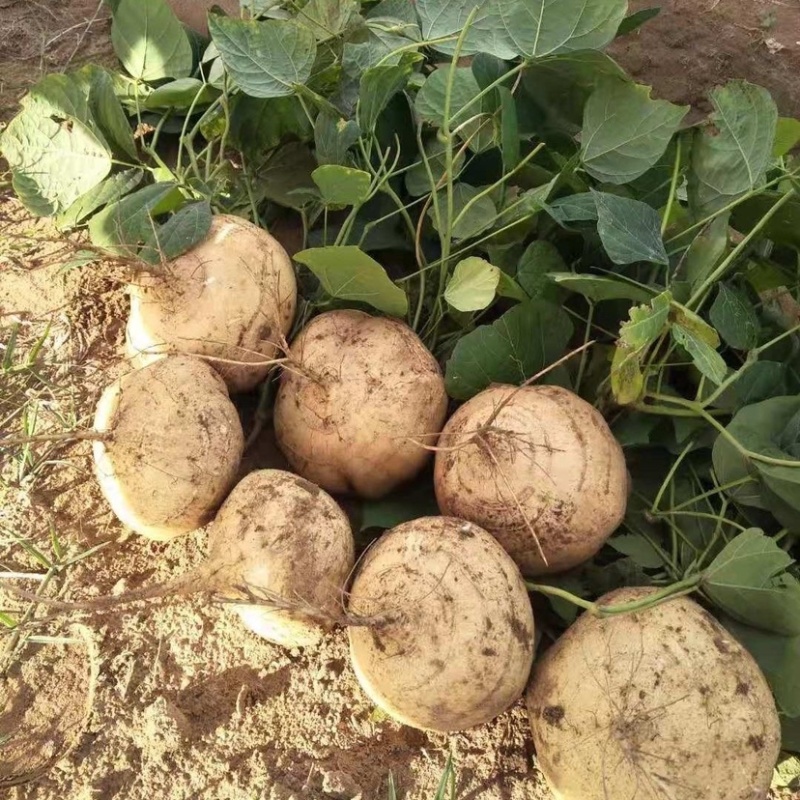 《推荐》农家新鲜凉薯地萝卜白地瓜沙葛土地瓜蔬菜水果地瓜
