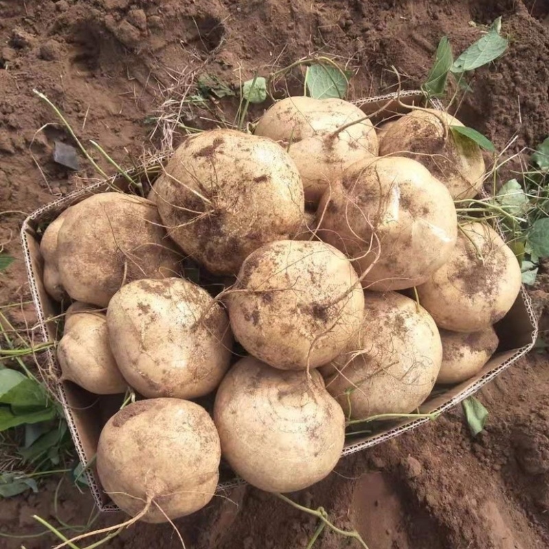 《推荐》农家新鲜凉薯地萝卜白地瓜沙葛土地瓜蔬菜水果地瓜