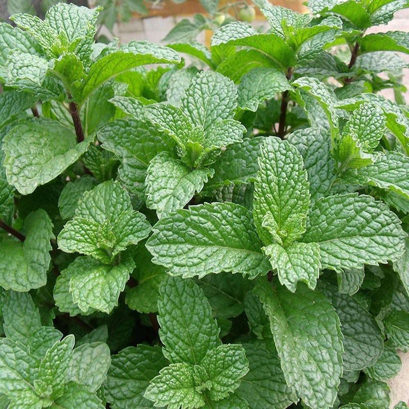 食用薄荷食用薄荷种子四季种植易活蔬菜种子柠檬香水薄荷