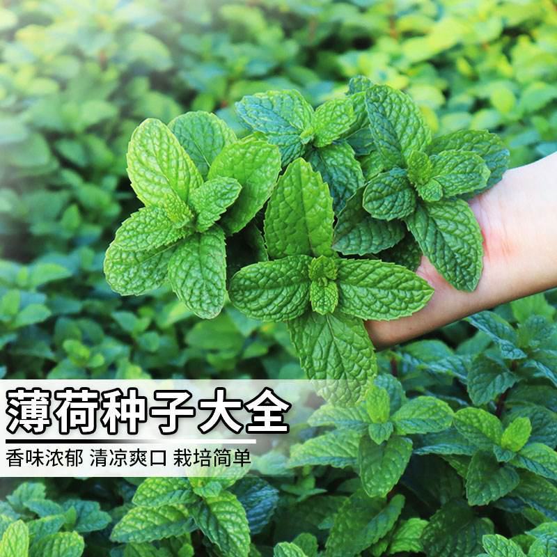 食用薄荷食用薄荷种子四季种植易活蔬菜种子柠檬香水薄荷