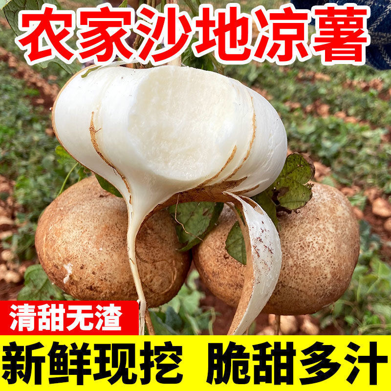 《优选》四川凉山精品凉薯现挖现发产地直供持续供应