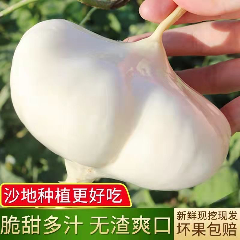 《推荐》四川精品凉薯现挖现发千亩基地持续供应