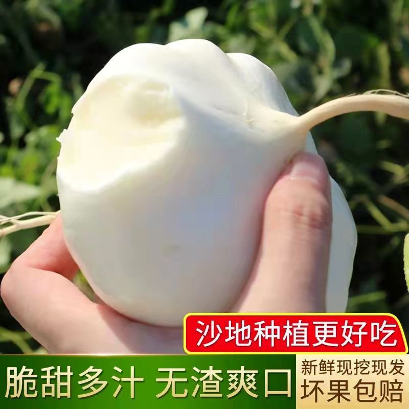 《推荐》四川精品凉薯现挖现发千亩基地持续供应