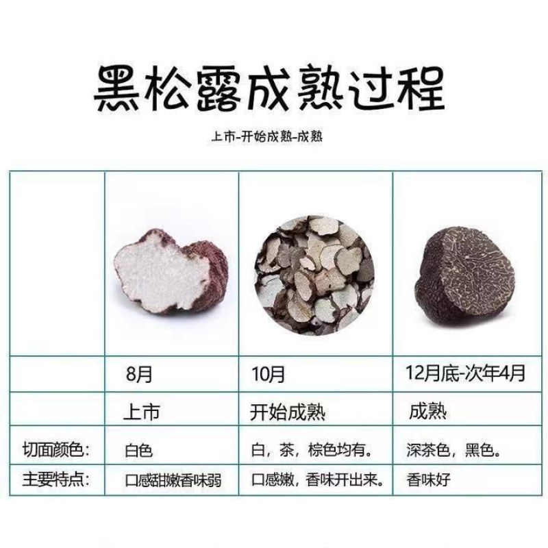 《精品》松露新鲜，质量保证，价格优惠，欢迎订购