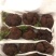 《精品》松露新鲜，质量保证，价格优惠，欢迎订购