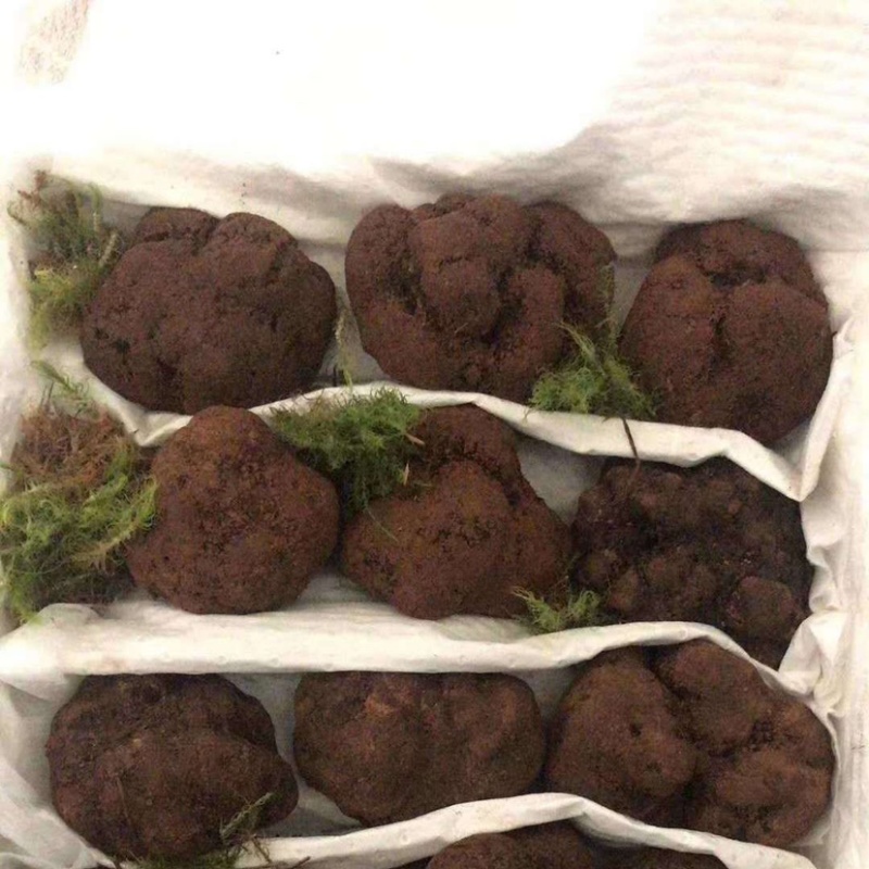 《精品》松露新鲜，质量保证，价格优惠，欢迎订购