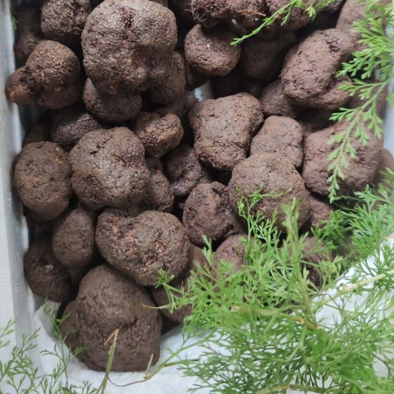 《精品》松露新鲜，质量保证，价格优惠，欢迎订购