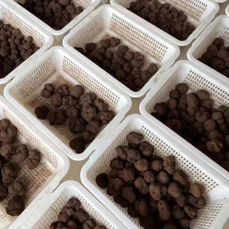 《精品》松露新鲜，质量保证，价格优惠，欢迎订购