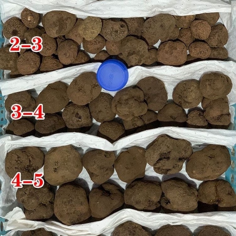 《精品》松露新鲜，质量保证，价格优惠，欢迎订购