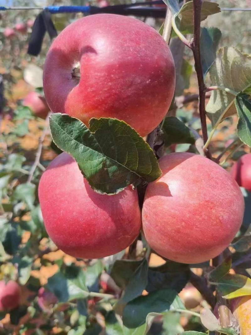 【抢购中】云南昭通冰糖心精品苹果大量批发量大从优