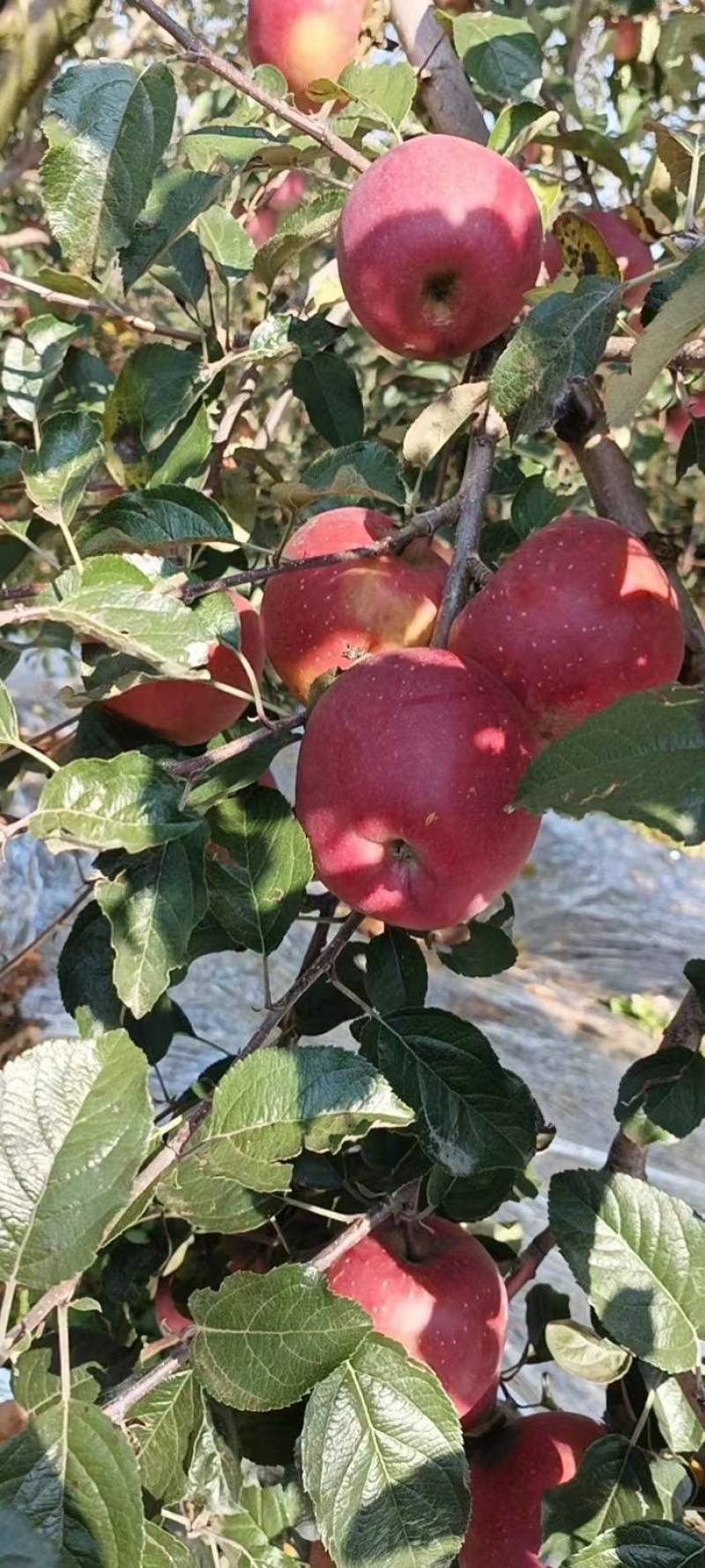 【抢购中】云南昭通冰糖心精品苹果大量批发量大从优