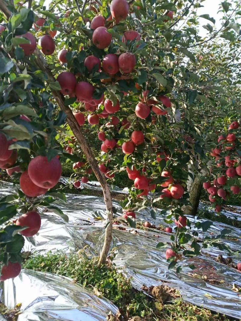 【抢购中】云南昭通冰糖心精品苹果大量批发量大从优