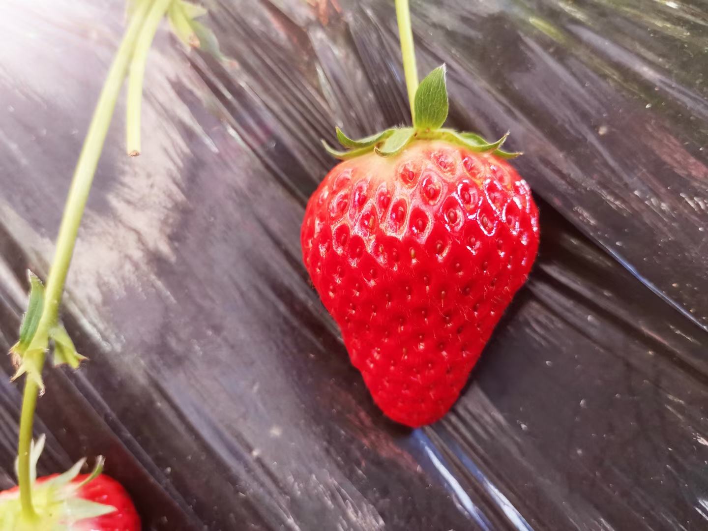 红颜草莓特写