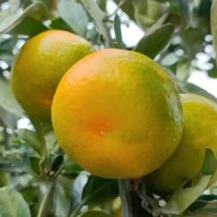 湖北蜜橘货源充足 口感很好产地视频看货 价格漂亮