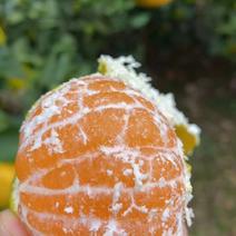 [蜜橘]湖北蜜橘柑橘柑桔口感很好产地直供保质保量