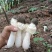 红托竹荪，高山种植空气清新无污染品质保证，欢迎致电