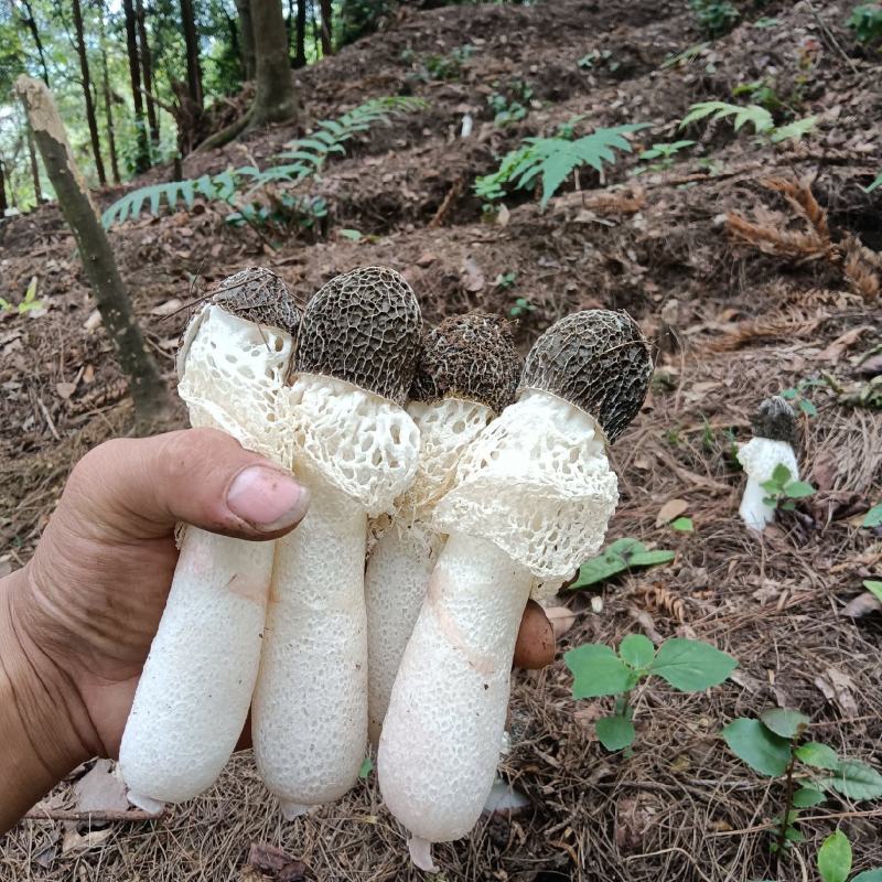 红托竹荪，高山种植空气清新无污染品质保证，欢迎致电