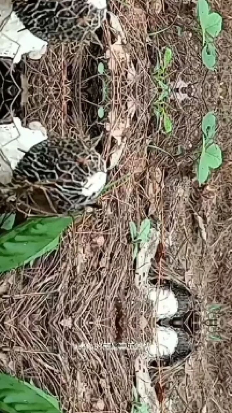 红托竹荪，高山种植空气清新无污染品质保证，欢迎致电