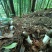 红托竹荪，高山种植空气清新无污染品质保证，欢迎致电