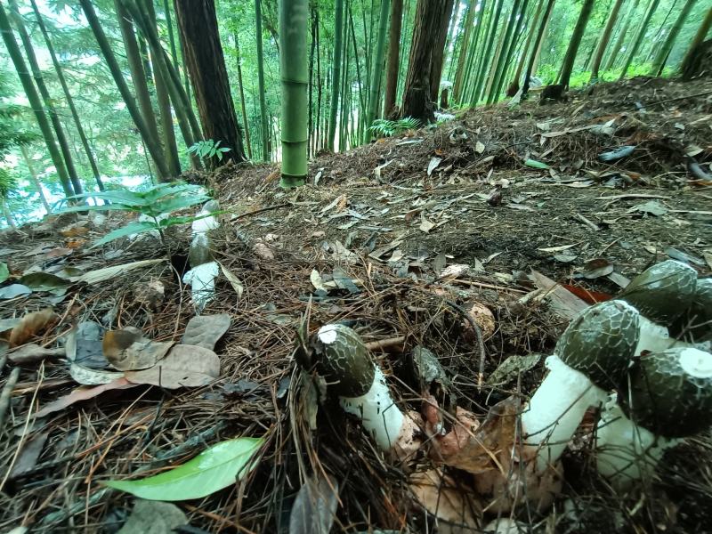 红托竹荪，高山种植空气清新无污染品质保证，欢迎致电