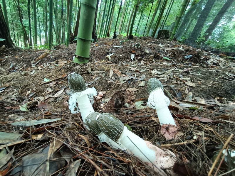 红托竹荪，高山种植空气清新无污染品质保证，欢迎致电
