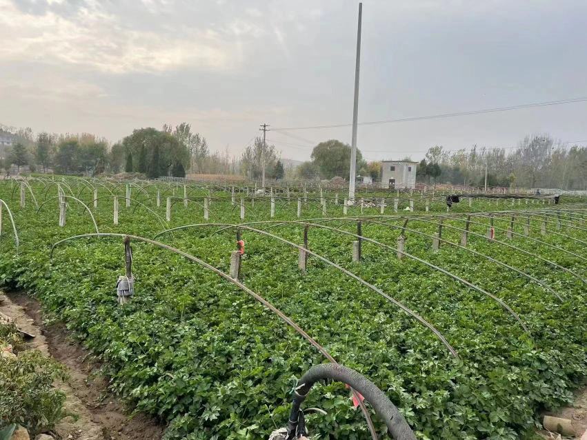 山芹菜人工种植基地航拍图
