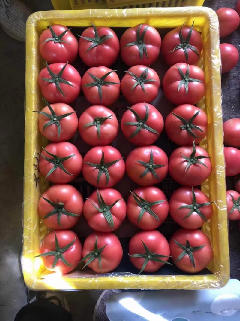 精品带把硬粉柿子货源充足质量高
