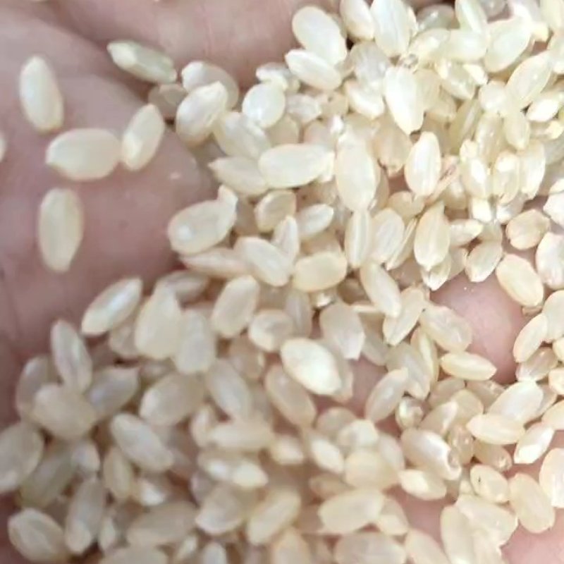 食用糙米，米厂批发，物美价廉，首先厂家，可以开专票。