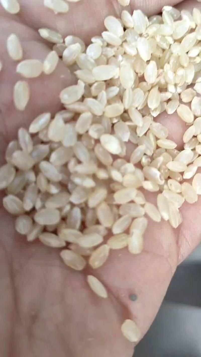 食用糙米，米厂批发，物美价廉，首先厂家，可以开专票。