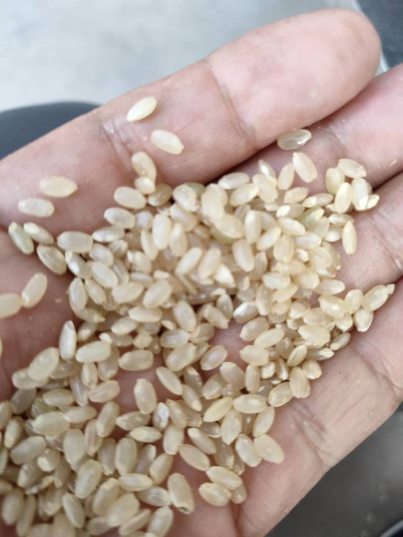 食用糙米，米厂批发，物美价廉，首先厂家，可以开专票。