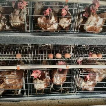 湖北随州活鸡淘汰鸡现大量出售活鸡支持代发欢迎电联