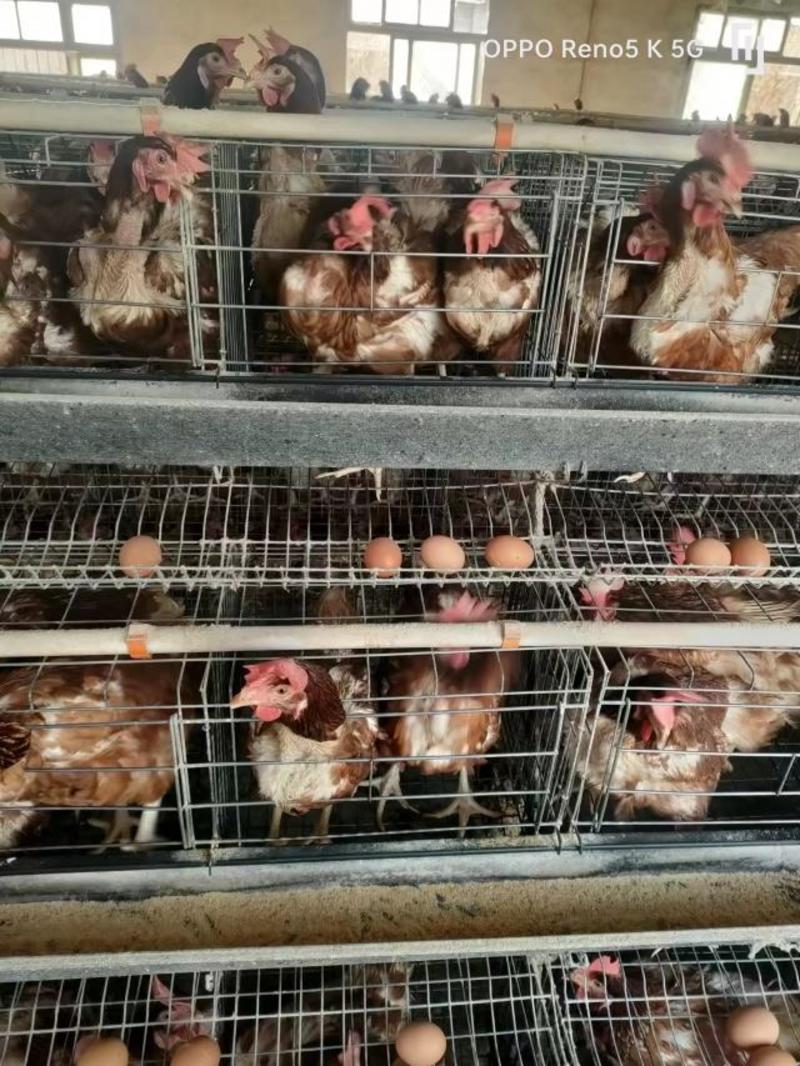 湖北随州活鸡淘汰鸡现大量出售活鸡支持代发欢迎电联