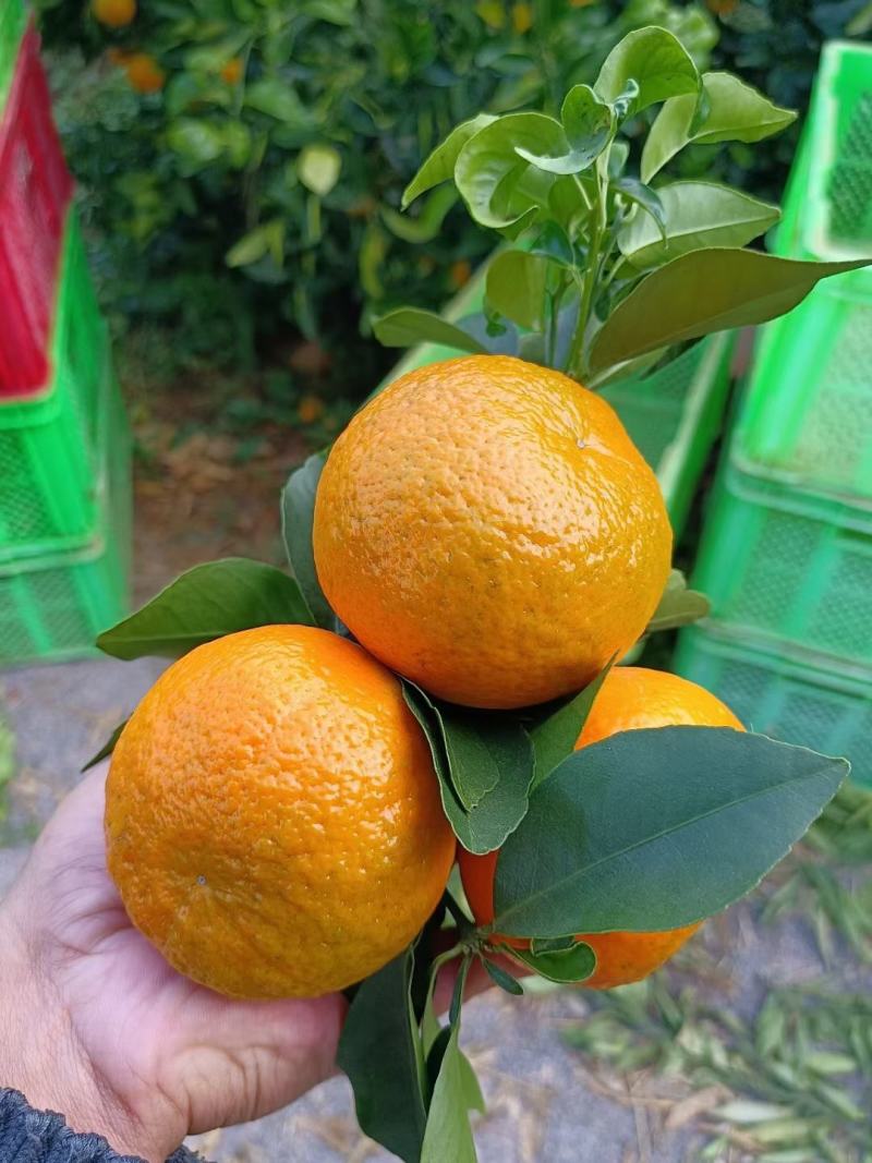 沃柑茂谷柑开始上云南