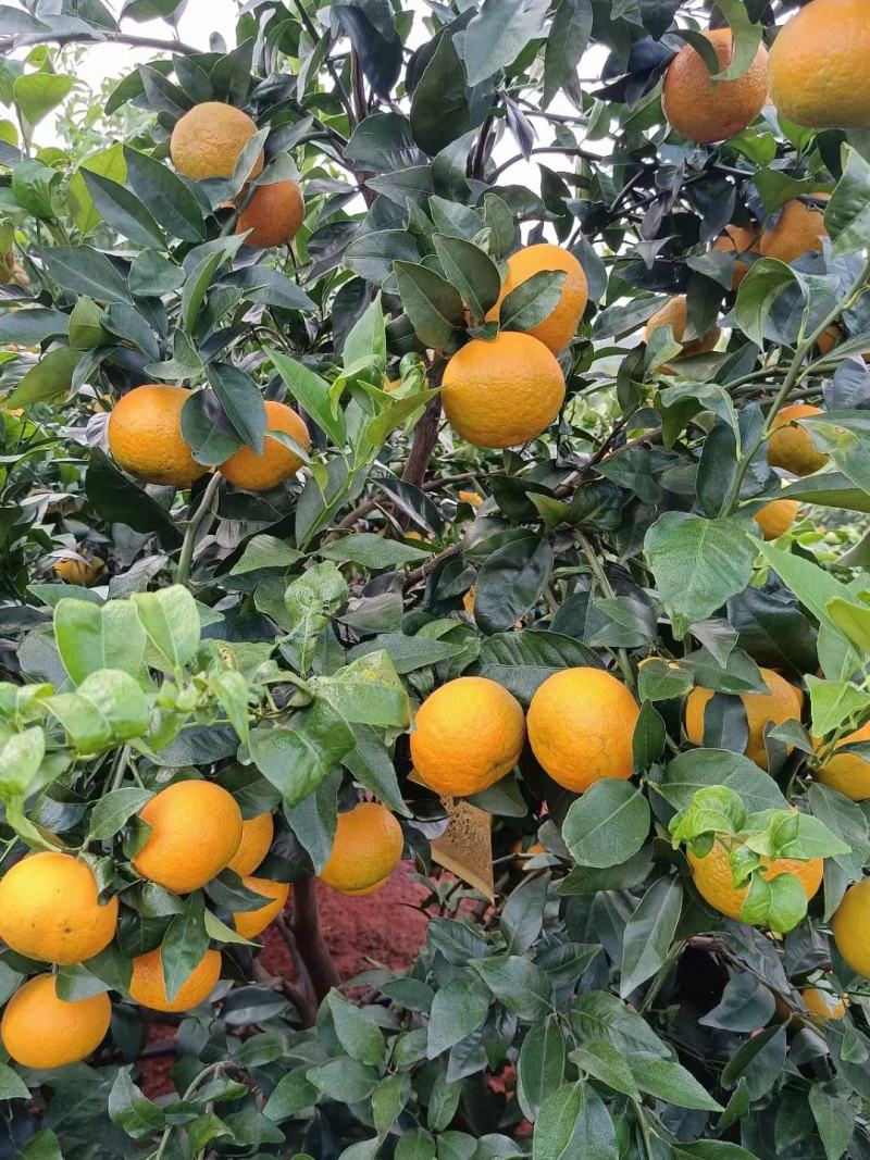 沃柑茂谷柑开始上云南