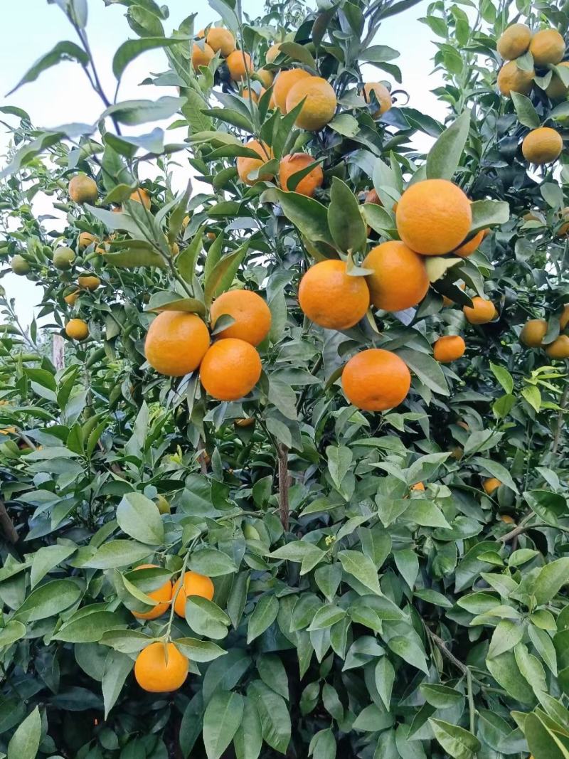 沃柑茂谷柑开始上云南