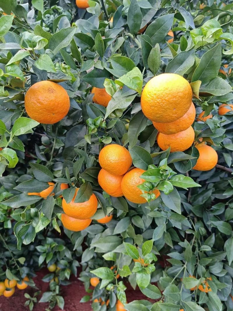 沃柑茂谷柑开始上云南