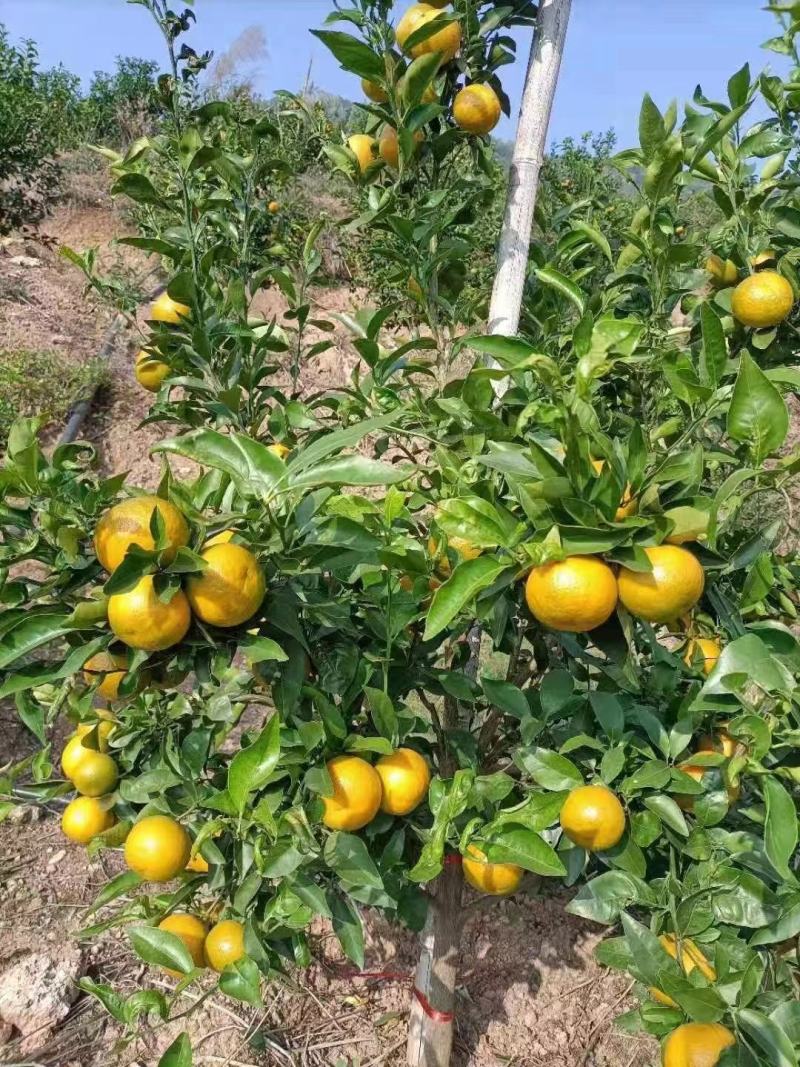 沃柑茂谷柑开始上云南