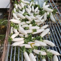 白萝卜（1.8-3斤/根）通体纯白，辽宁产地直供