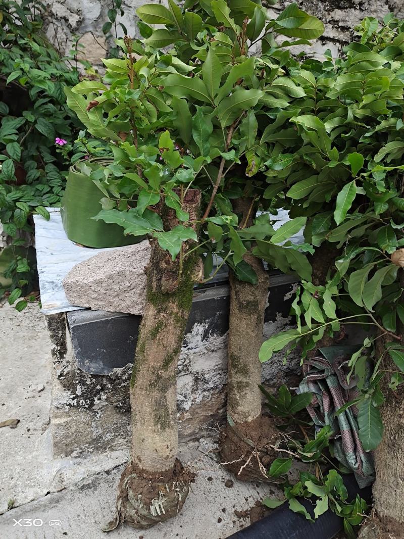 自家高压龙眼树征地补偿快生长高压苗圈结龙眼树大果肉耐寒耐