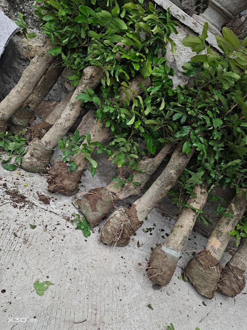 自家高压龙眼树征地补偿快生长高压苗圈结龙眼树大果肉耐寒耐