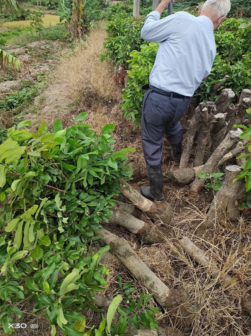 自家高压龙眼树征地补偿快生长高压苗圈结龙眼树大果肉耐寒耐
