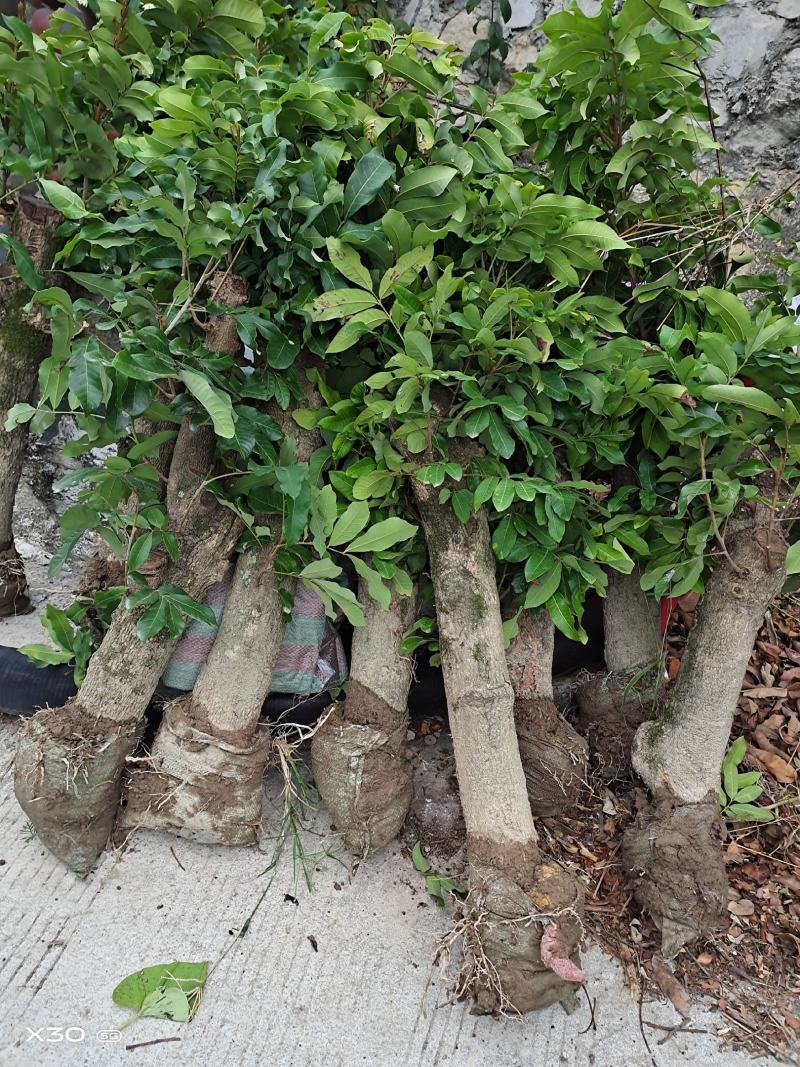 自家高压龙眼树征地补偿快生长高压苗圈结龙眼树大果肉耐寒耐
