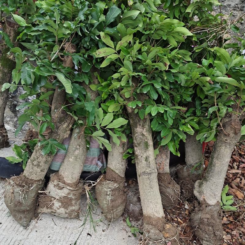 自家高压龙眼树征地补偿快生长高压苗圈结龙眼树大果肉耐寒耐