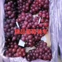 冷库巨峰葡萄量大色好不掉粒欢迎联系