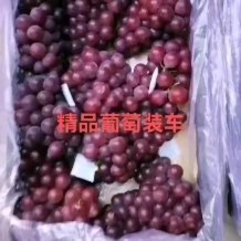 冷库巨峰葡萄量大色好不掉粒欢迎联系