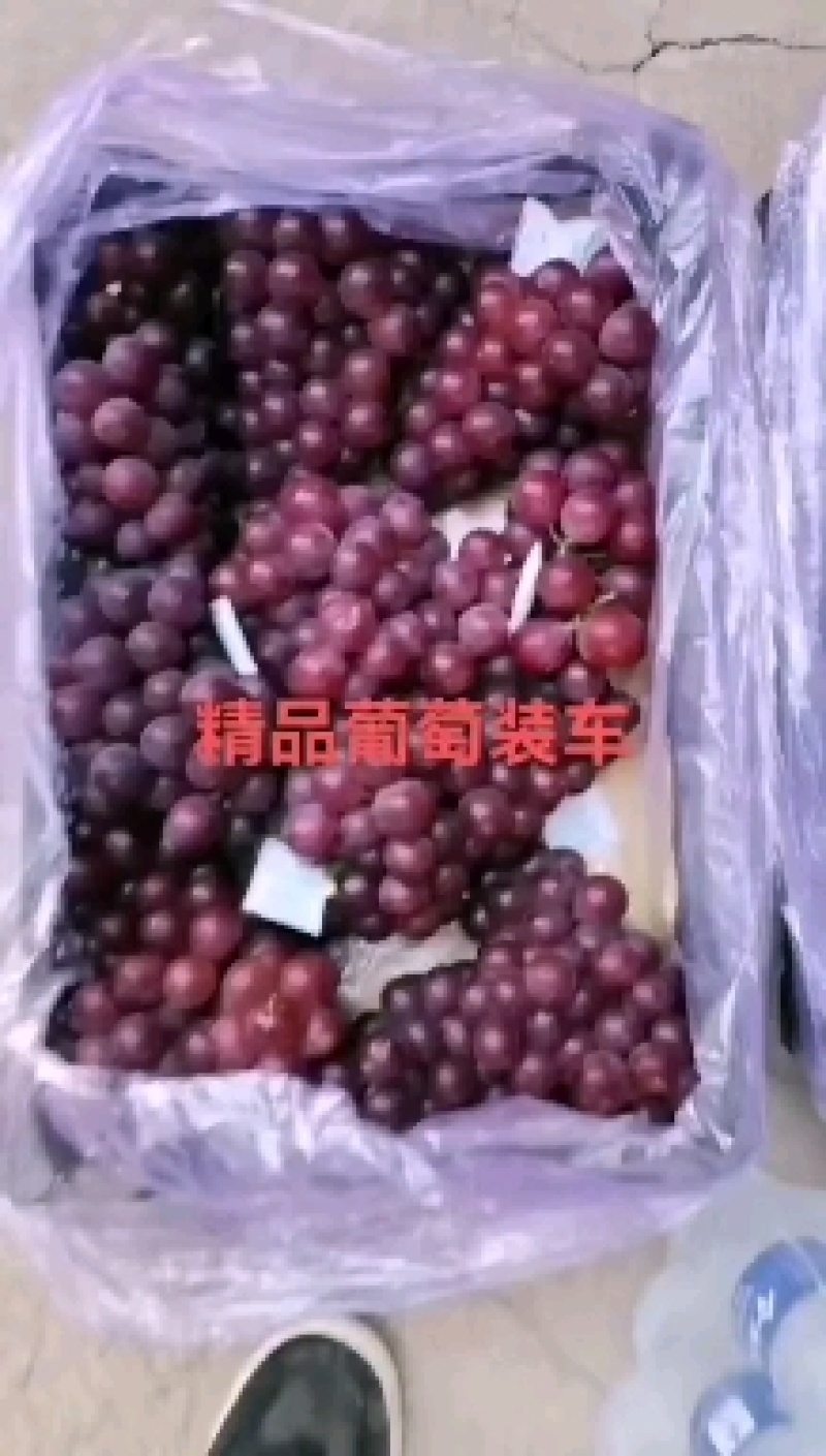 冷库巨峰葡萄量大色好不掉粒欢迎联系