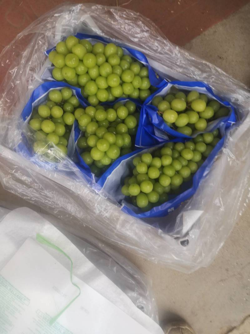 冷库阳光玫瑰萄颗粒大糖度欢迎联系